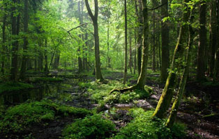 Enchanted Forest